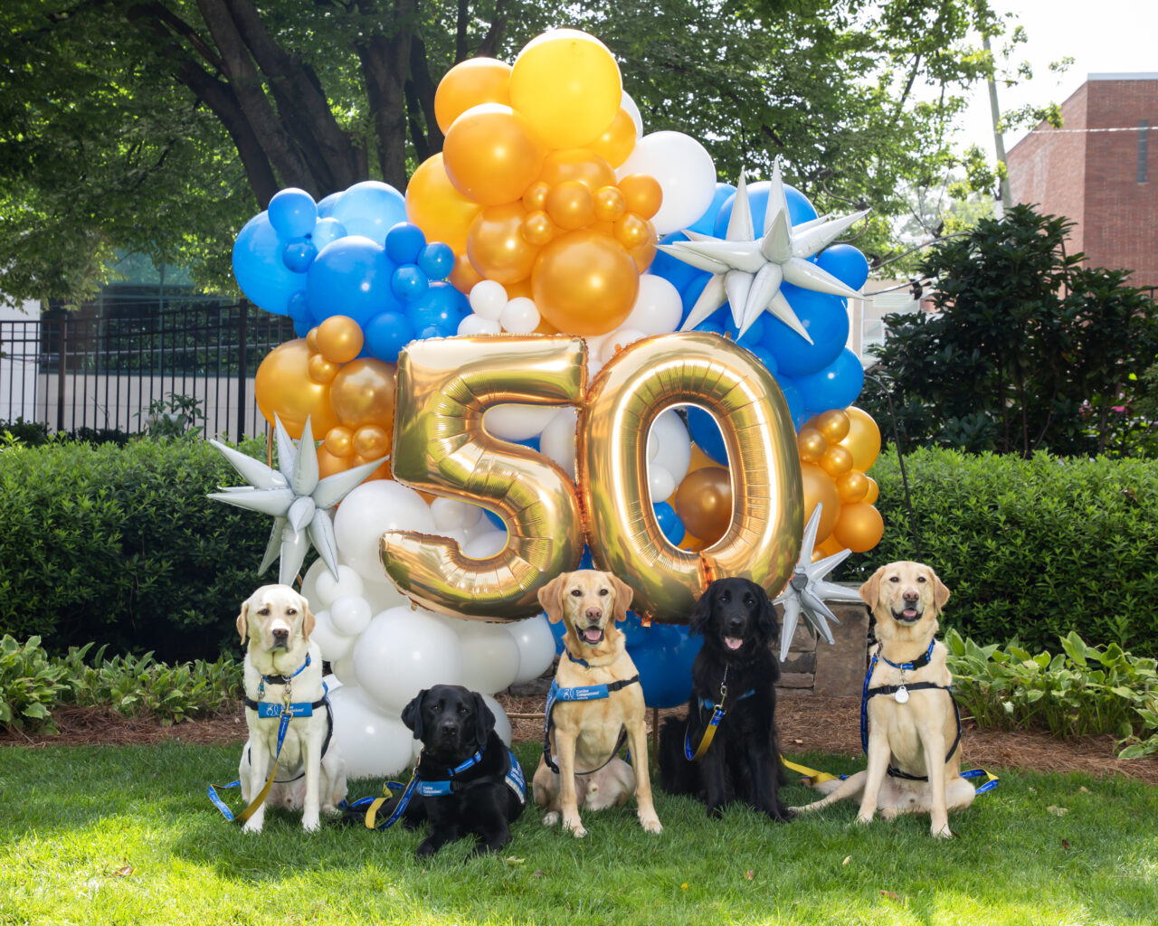 Five facility dogs in front of a 50th balloon arrangement